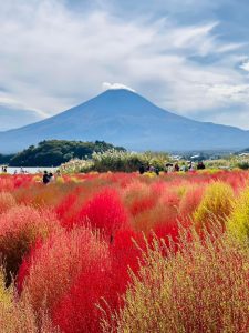 Kochia, Yamanashi, Park