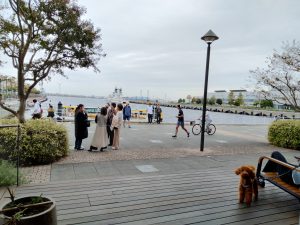 dog, cute, pet, peer