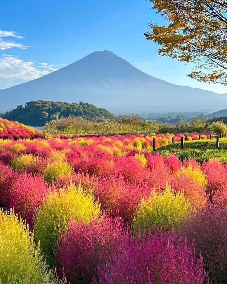Kawaguchi Lake, Kochia, Mt. Fuji, Oishi Park