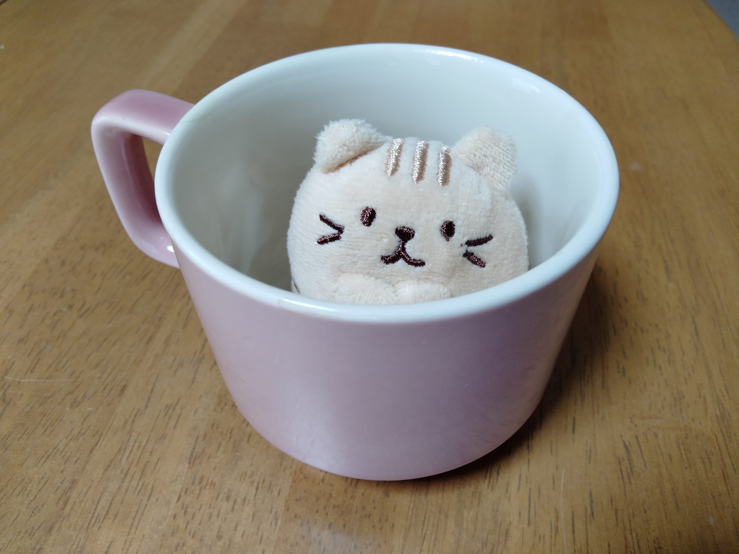 cat in the cup, cute, pet, animal